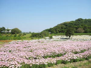 浦島伝説の地で、花らんまん♪