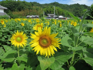 5ヘクタールの広大な畑に、約100万本の「ひまわり」の花が!!