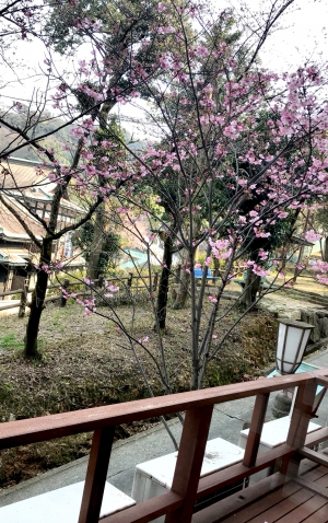 桜がだいぶ開花してきました。
