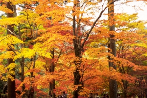 落ち葉の絨毯みたいに★紅葉