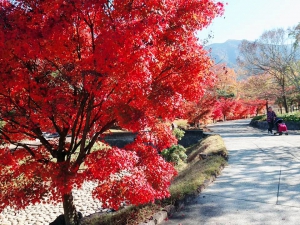 香川用水記念公園に色づく紅葉たち