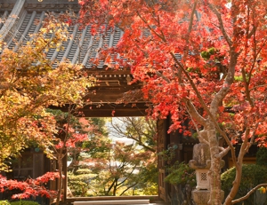 【三豊市の紅葉の名所】宝光寺