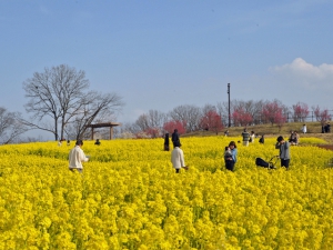 早春の花々を満喫！「国営讃岐まんのう公園　早春フェスタ」