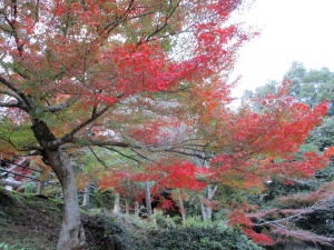 こんぴらさん　紅葉