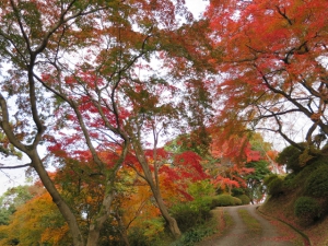 金刀比羅宮裏参道の紅葉が見頃♪　　※11月30日、12月7日　空室あります。