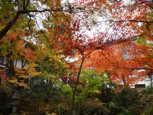 宝光寺の紅葉　※12月7日（土）空室あります。