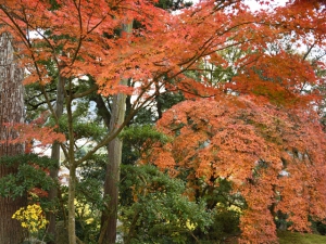 宝光寺の紅葉　※12月7日（土）空室あります。