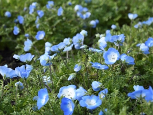 「善通寺五岳の里　市民集いの丘公園」で春のお花便り　　※2月29日空室あります