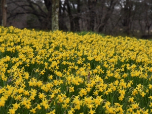 まんのう公園で春の便り　※4月4日（土）は平日料金