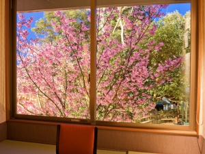 桜の抄の”陽光桜”が見頃を迎えました♪