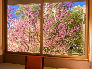 桜の抄の”陽光桜”が見頃を迎えました♪