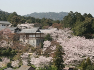 天然温泉を引いた露天風呂付き和洋室からお花見♪