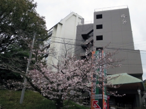 琴平町公会堂の桜が咲き始めました