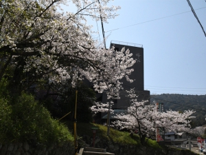 琴平町公会堂の桜が見頃です。