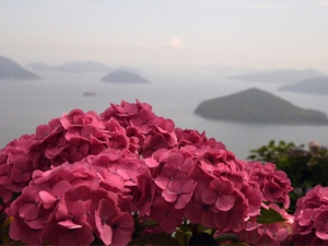 紫陽花の名所　「紫雲出山」に行ってきました♪