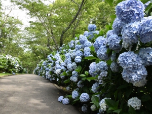 紫陽花の名所　「紫雲出山」に行ってきました♪