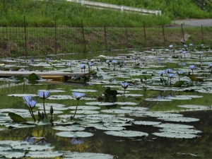 「財田里山ビオトープ」　プチ「モネの庭」？　青い睡蓮が咲いてます