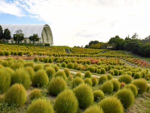 【国営讃岐まんのう公園】秋を愛でるコスモスやコキアが楽しめます