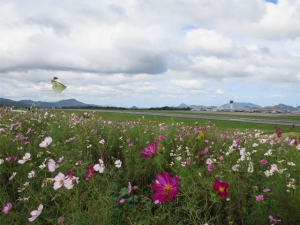 【高松空港・さぬきこどもの国】秋の風物詩、コスモスが見頃でした