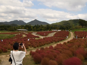 赤いコキアとコスモスが見頃♪（国営讃岐まんのう公園）