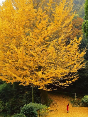 香川県の紅葉スポット　釈迦堂の大いちょう