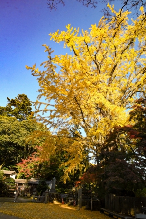 香川県の紅葉スポット　「大窪寺」