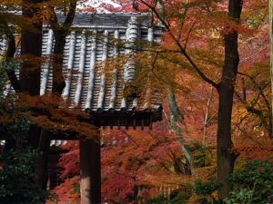 四国八十八ヶ所霊場　第81番札所　【白峯寺】　紅葉が見頃です♪