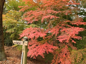 香川県の紅葉スポット「満濃池森林公園」