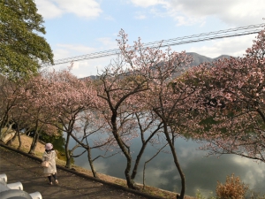 【丸亀市・福成寺】一足早い春を感じさせてくれる寒桜とメジロ(^^♪