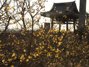 【三豊市・延命院】蝋梅の甘い香りが春の訪れを感じさせてくれます