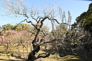 【特別名勝　栗林公園】梅が見頃を迎えています。