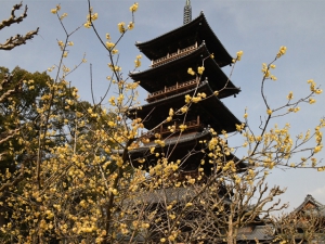 【本山寺】蝋梅が見頃を迎えていました