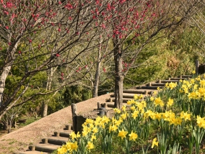 「善通寺五岳の里　市民集いの丘公園」で春のお花便り