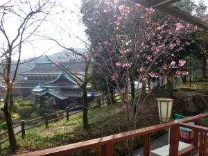 【陽光桜】咲き始めました♪