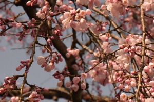 【堀池の枝垂れ桜】香川の桜スポット★間もなく見頃♪