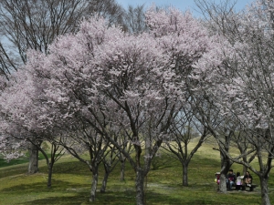 【国営讃岐まんのう公園】桜のお花見を堪能♪