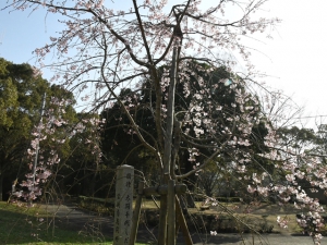 【公渕森林公園】淡墨桜（うすずみさくら）が見頃♪