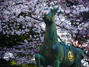 【金刀比羅宮】香川の桜スポット★桜のトンネルで華やかに参拝をお楽しみいただけます。