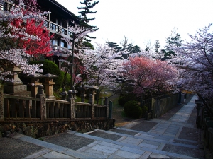 【金刀比羅宮】香川の桜スポット★桜のトンネルで華やかに参拝をお楽しみいただけます。