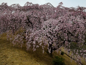 【香川県園芸センター】「三春滝桜」、陽光桜が見頃♪