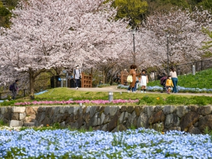 「善通寺五岳の里市民集いの丘公園」春爛漫！ネモフィラの青い絨毯と桜のコラボ　※4月3日（土）若干空室あります。