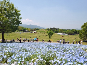 【国営讃岐まんのう公園】春らんまんフェスタ♪春のフラワーリレー満喫♪