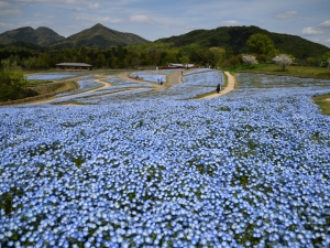 【国営讃岐まんのう公園】丘一面が「ネモフィラ」で淡い空色に彩られていました♪