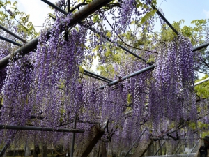 【岩田神社】樹齢800年超といわれる藤が見頃♪