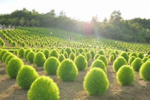 【国営讃岐まんのう公園】サマーフェスタ★ふわふわもこもこ色鮮やかな緑葉の「コキア」と黄色い「ひまわり」を堪能♪