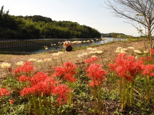 満開時は赤と白の彼岸花が山の斜面を彩る【宝山湖公園】　青い睡蓮も見頃。