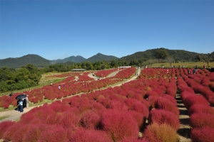 【国営讃岐まんのう公園】コキアの紅葉は今週末がピーク！コスモスも見頃です