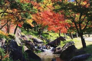 香川の紅葉スポット 香川用水記念公園 桜の抄からのお知らせ 桜の抄 こんぴらさんの参道にある温泉旅館 スマートフォンサイト