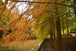 【香川の紅葉スポット】満濃池森林公園★メタセコイヤ並木も色づき始めました