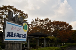 【香川の紅葉スポット】満濃池森林公園★メタセコイヤ並木も色づき始めました
